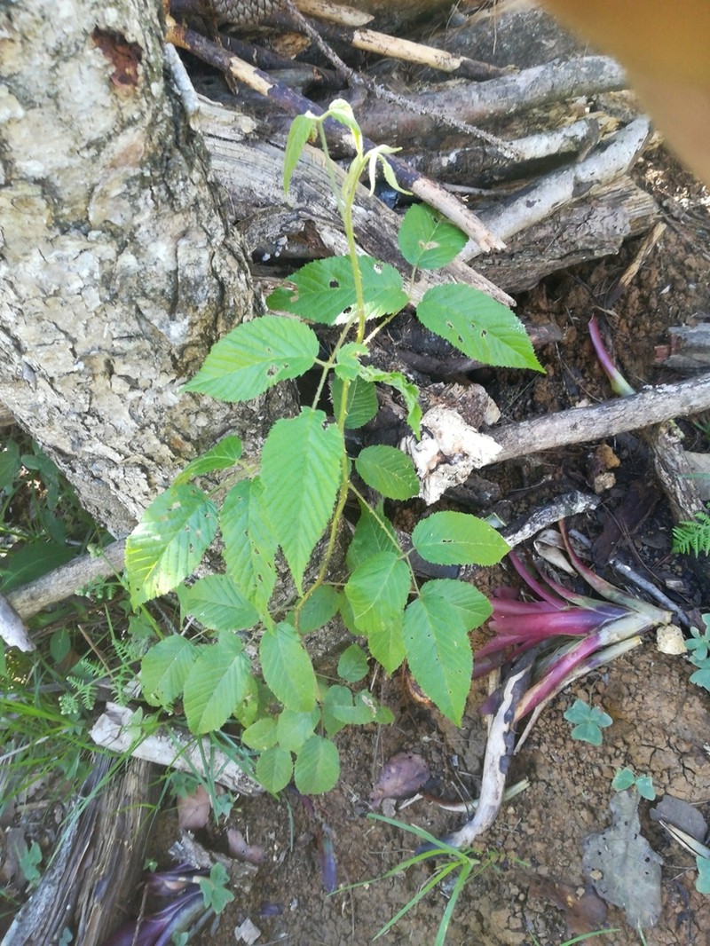 Rubus coriifolius photo 8