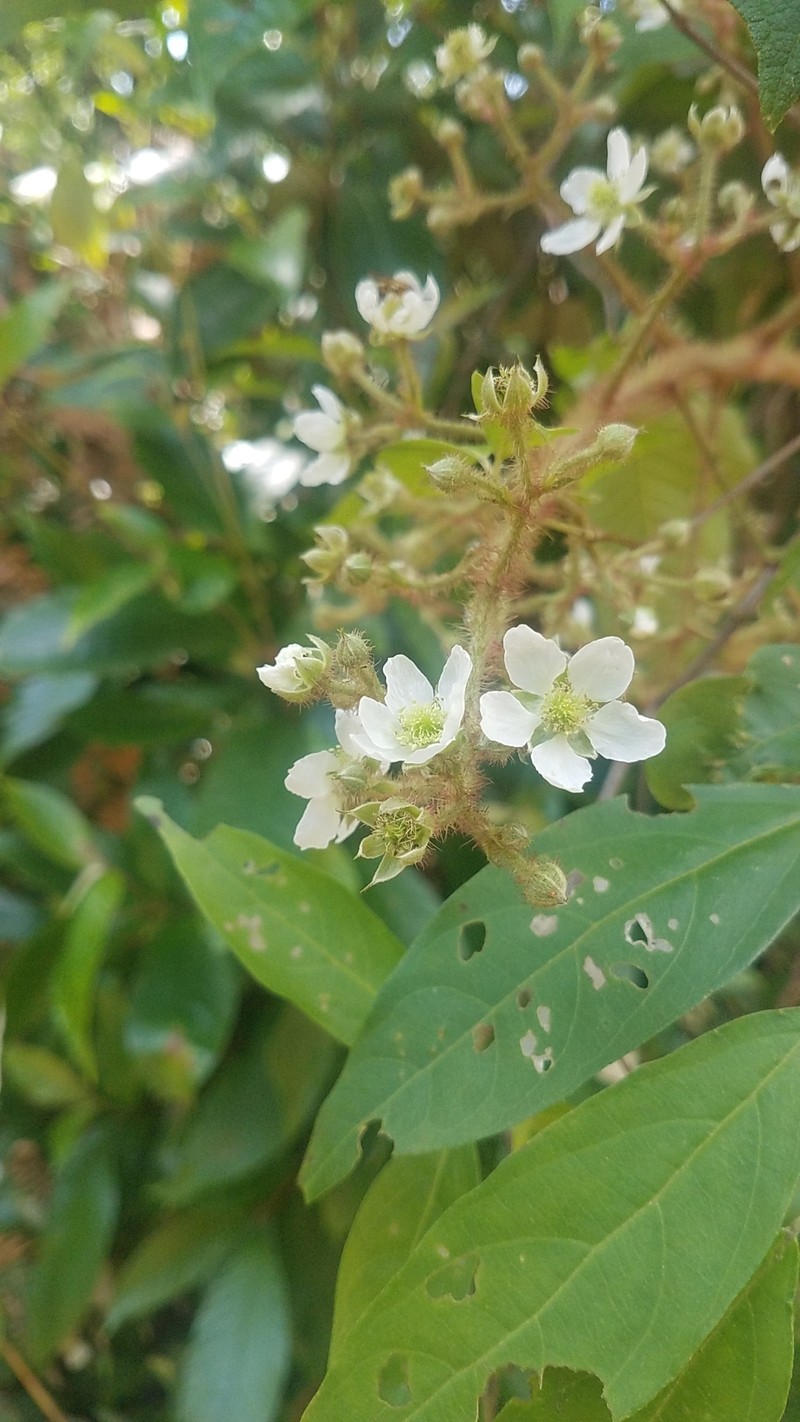 Rubus costaricanus