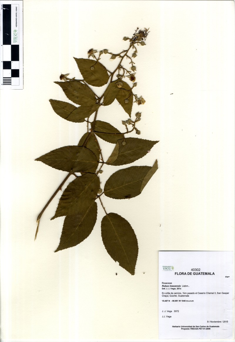 Rubus costaricanus photo 2