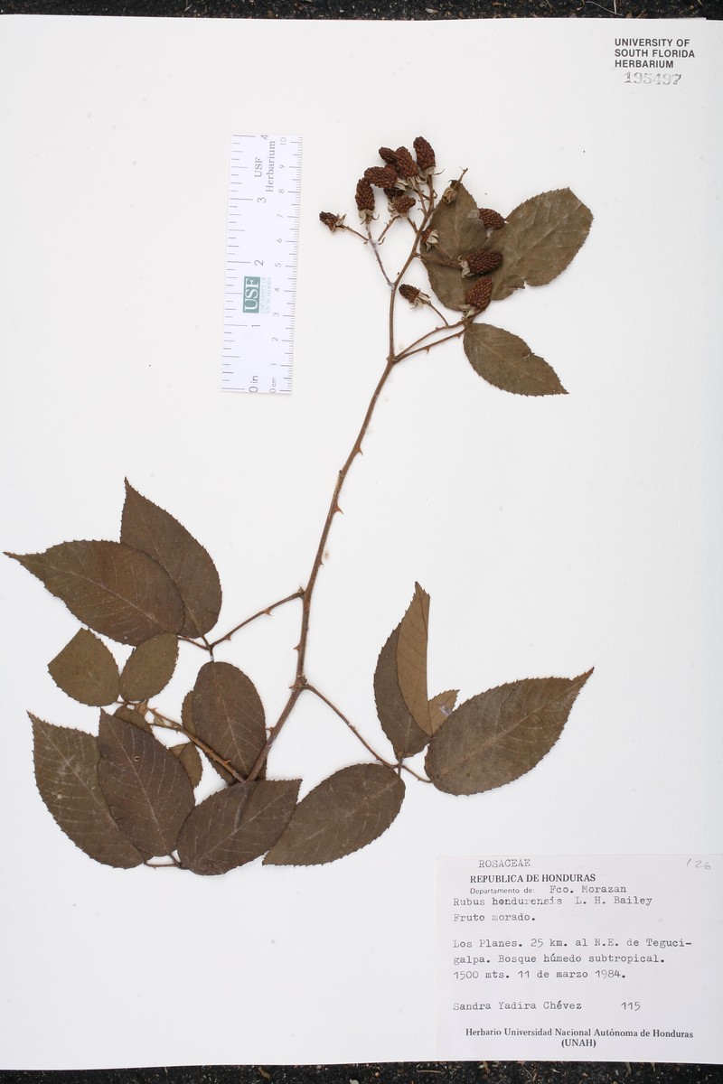 Rubus costaricanus photo 3