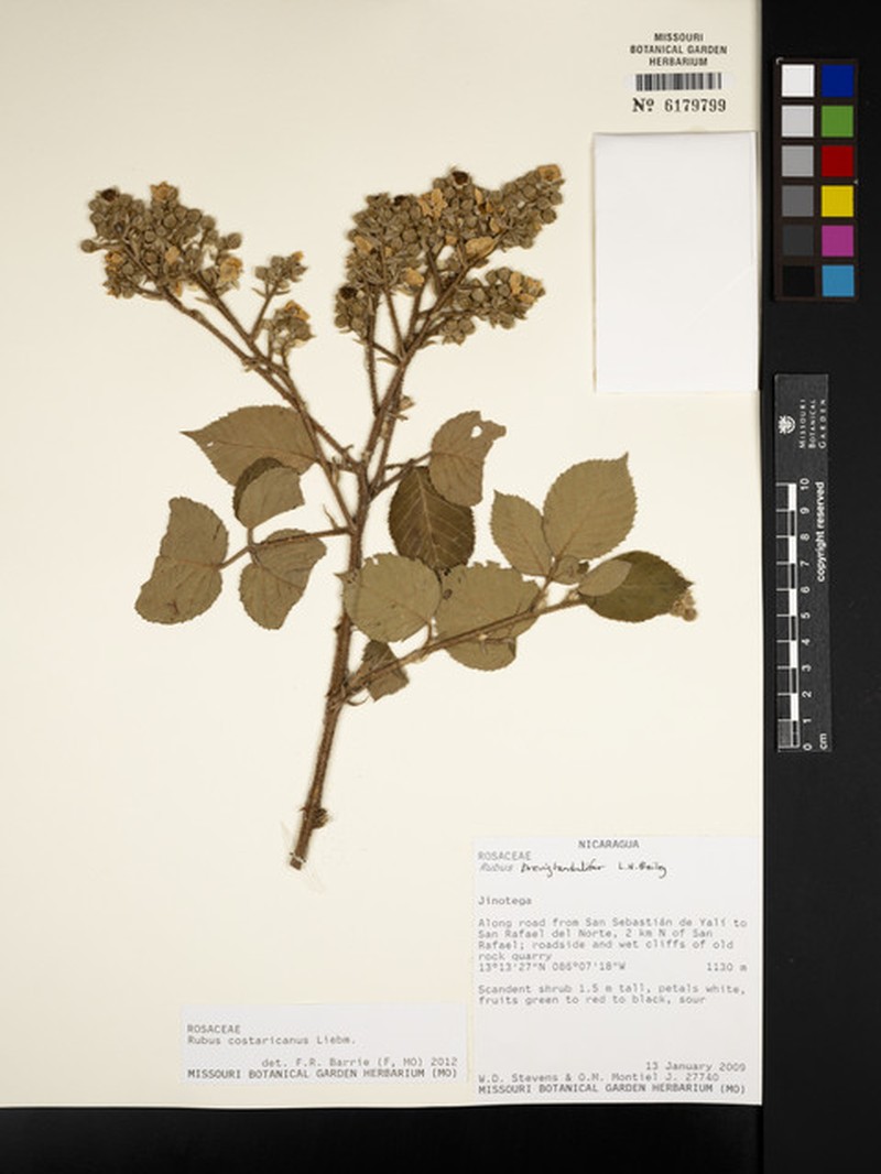 Rubus costaricanus photo 5