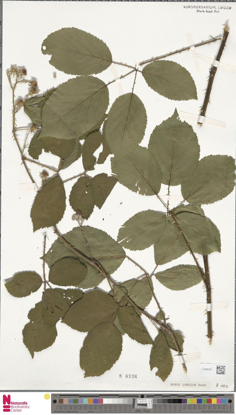 Rubus costifolius