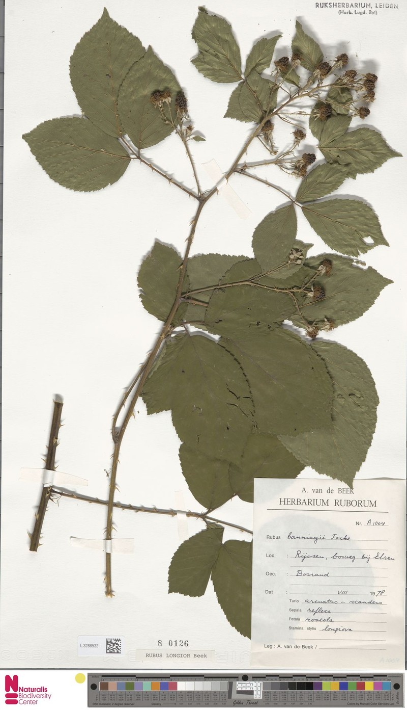 Rubus costifolius photo 2