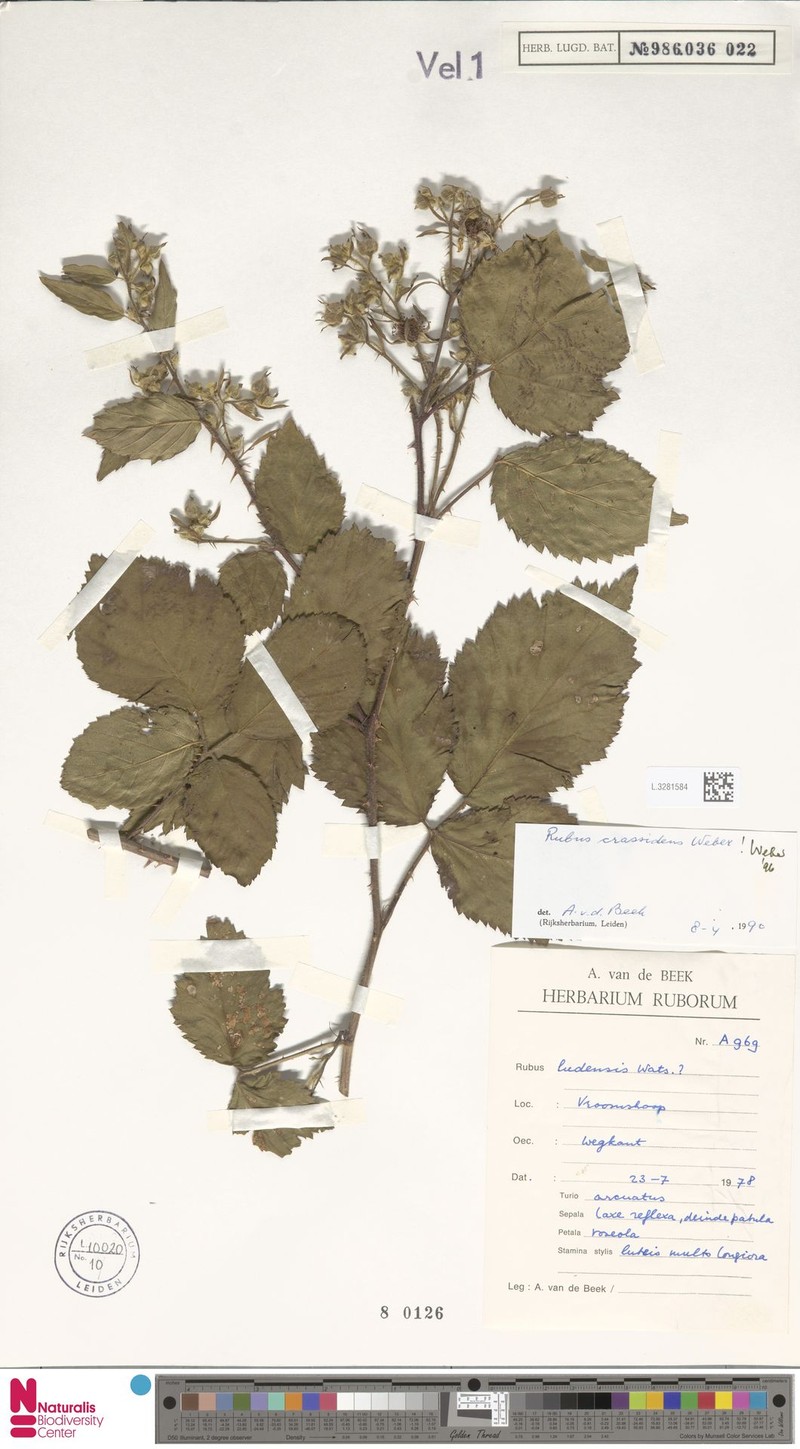 Rubus crassidens