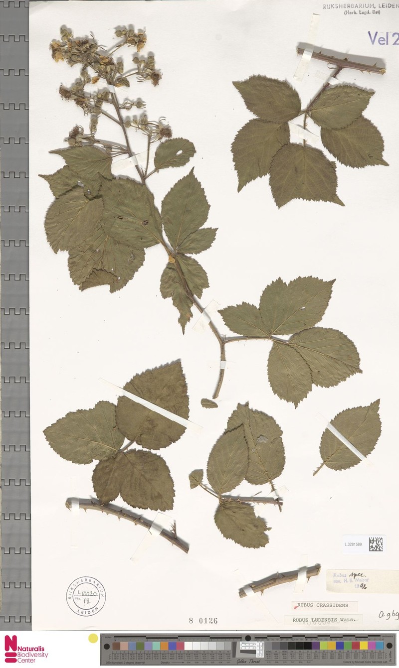 Rubus crassidens photo 2