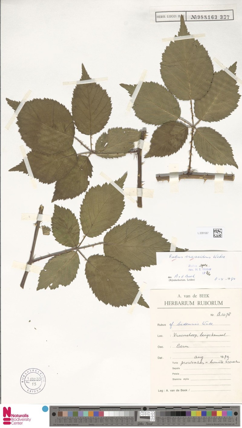 Rubus crassidens photo 3