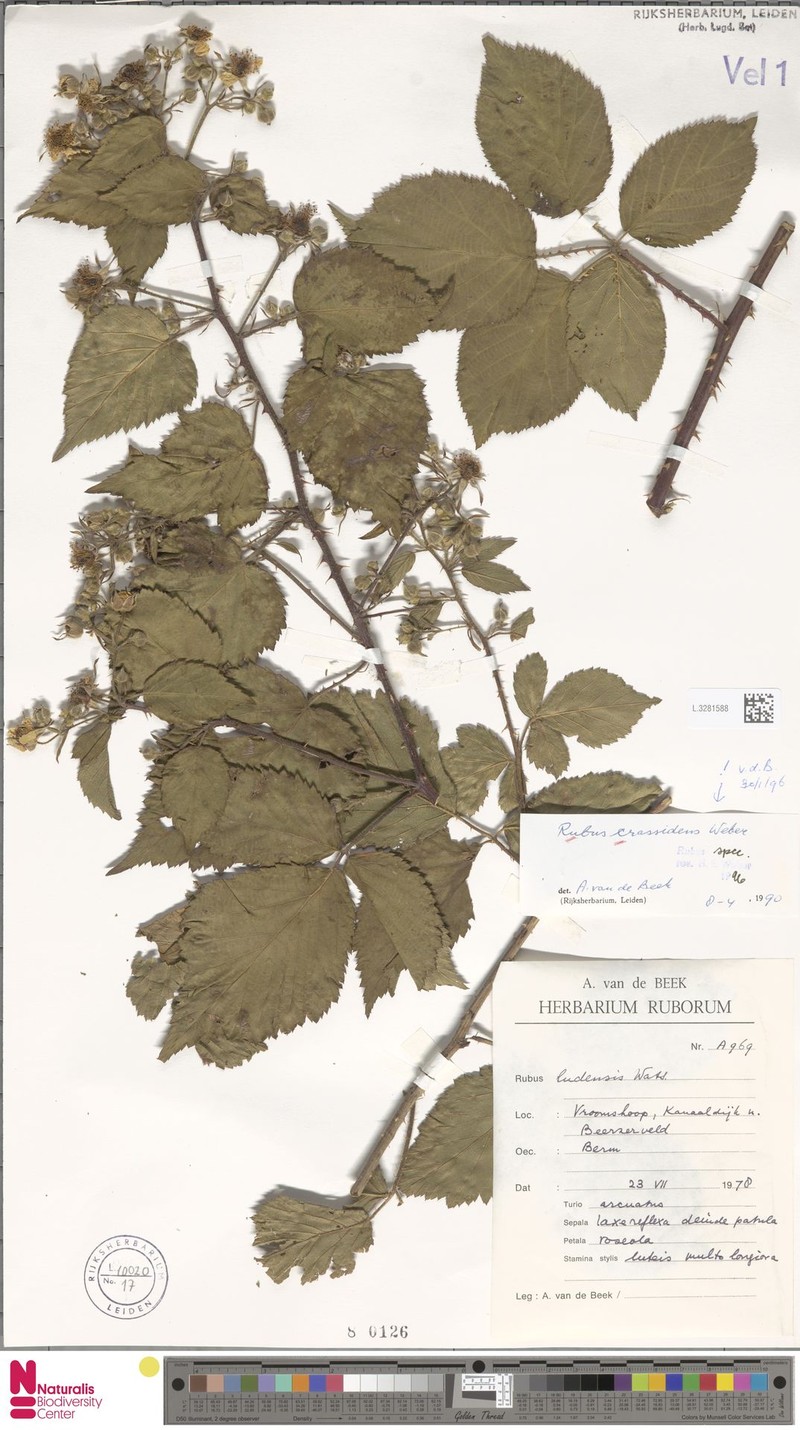 Rubus crassidens photo 4
