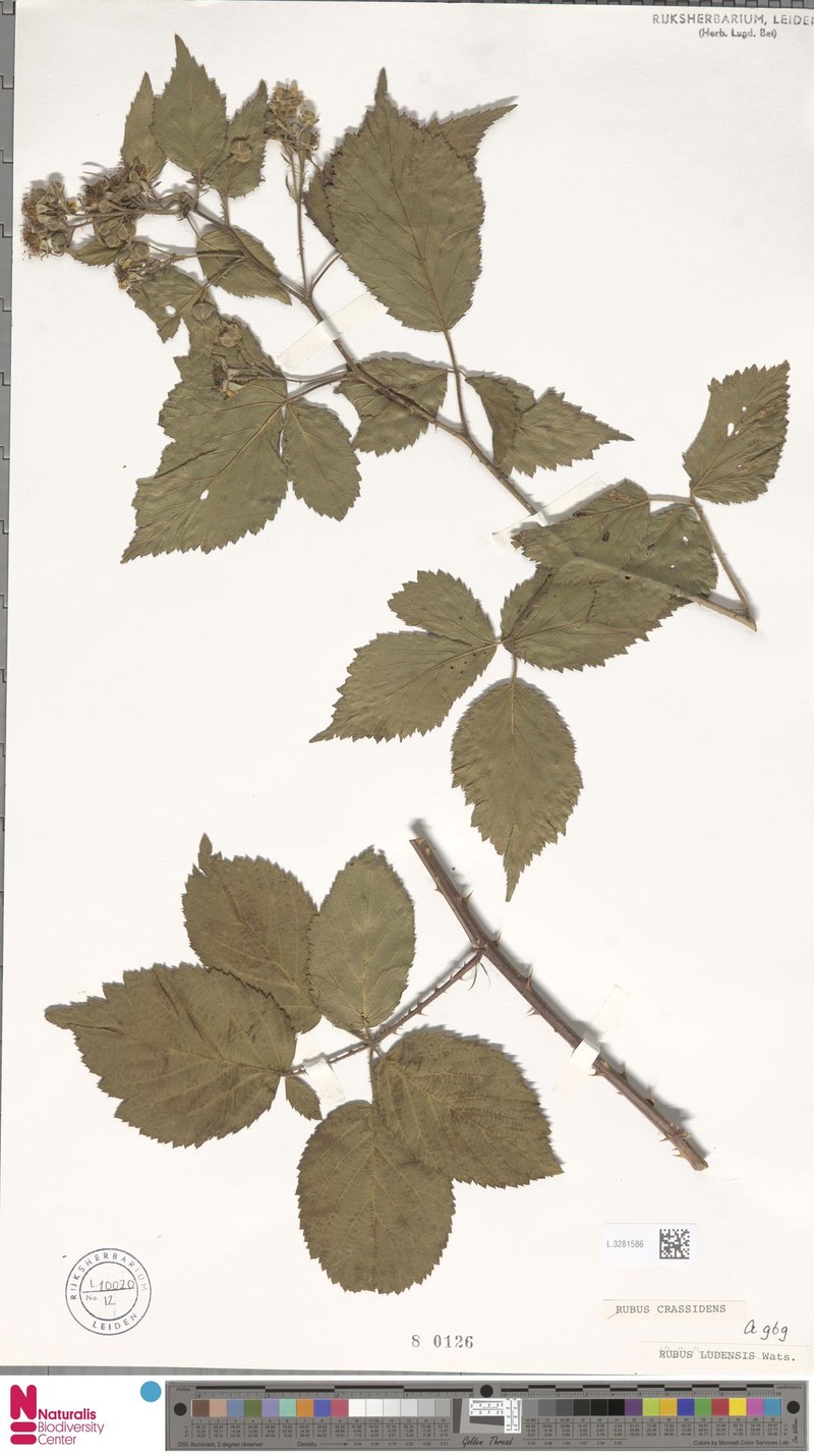 Rubus crassidens photo 5