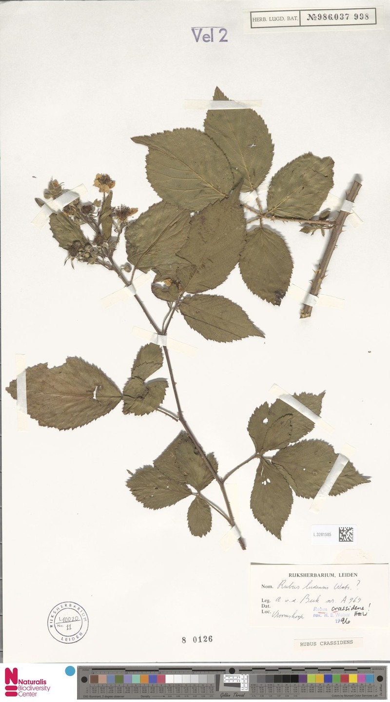 Rubus crassidens photo 6