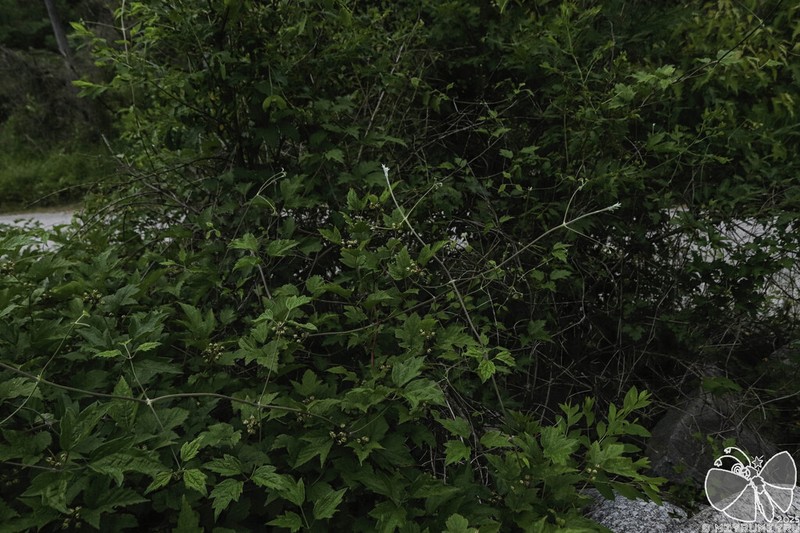 Rubus crataegifolius photo 3