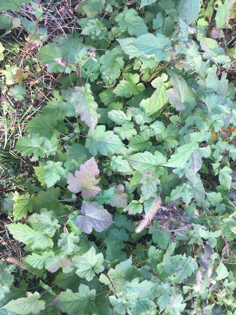 Rubus crataegifolius photo 4