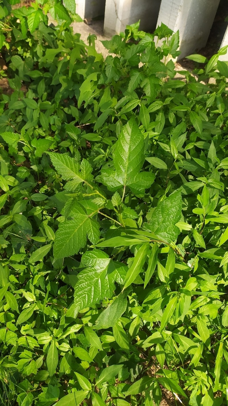 Rubus crataegifolius photo 5