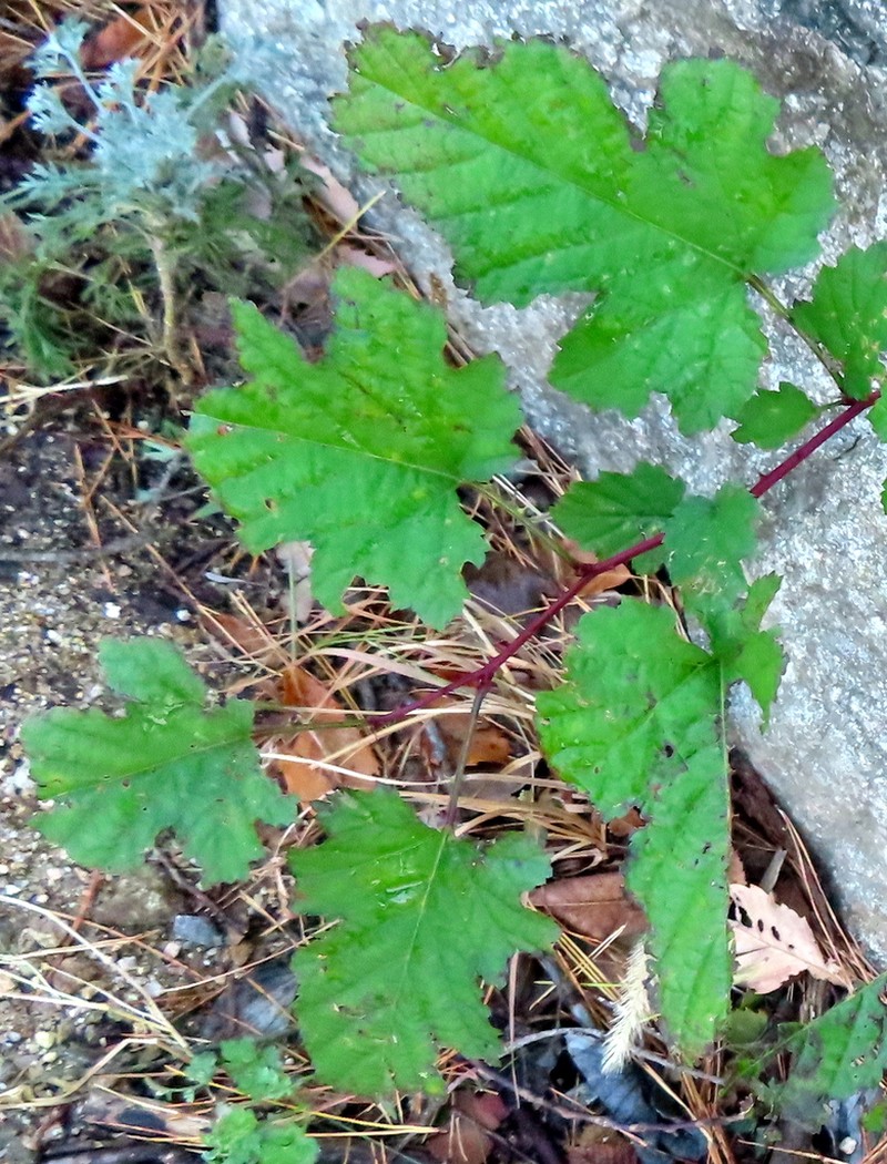Rubus crataegifolius photo 6