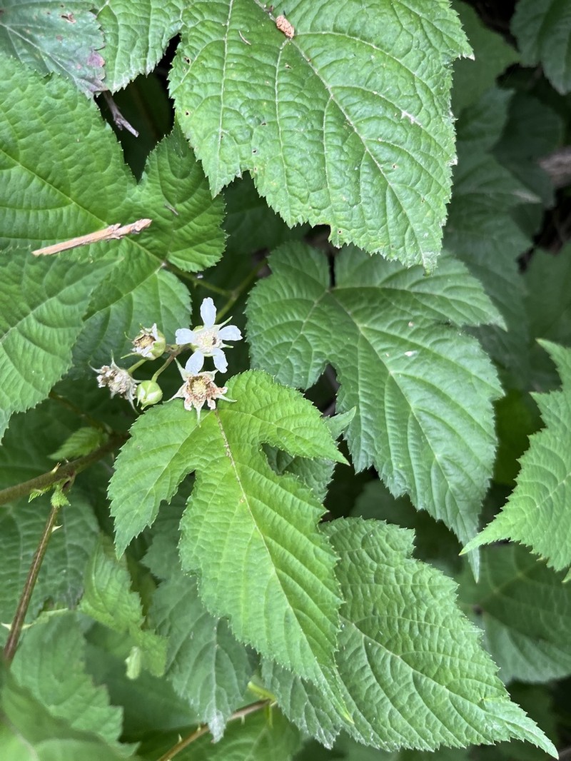 Rubus crataegifolius photo 7