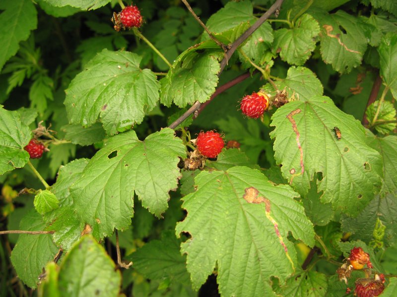 Rubus crataegifolius photo 2