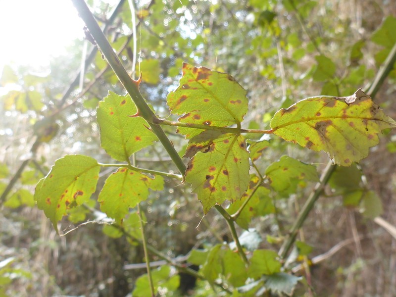 Rubus crespignyanus