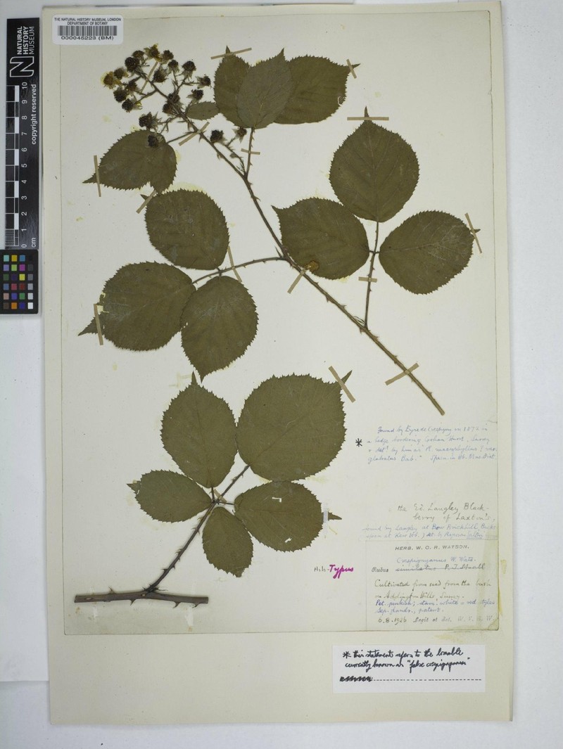 Rubus crespignyanus photo 2