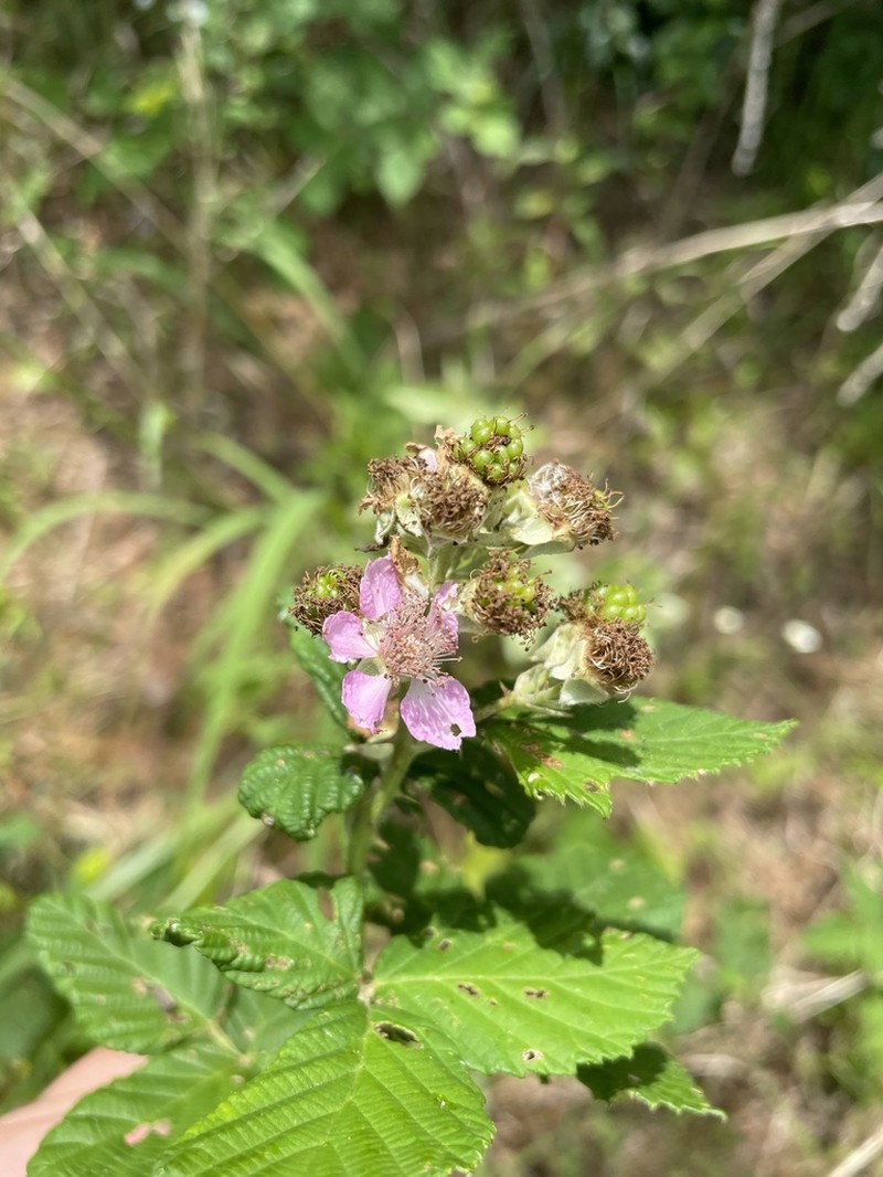 Rubus creticus