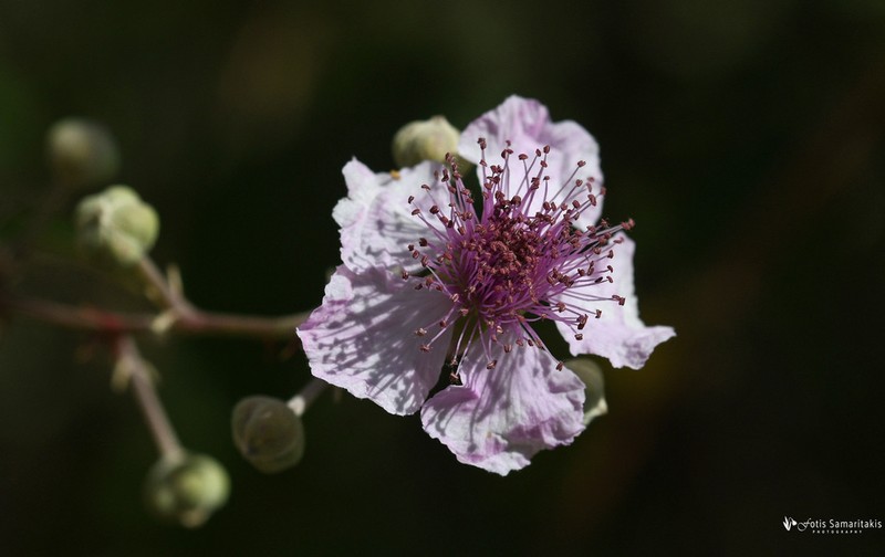 Rubus creticus photo 2