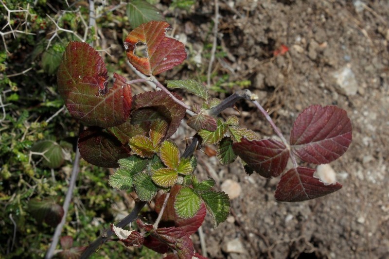 Rubus creticus photo 3