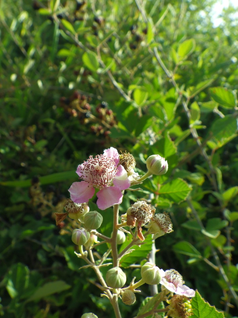 Rubus creticus photo 4