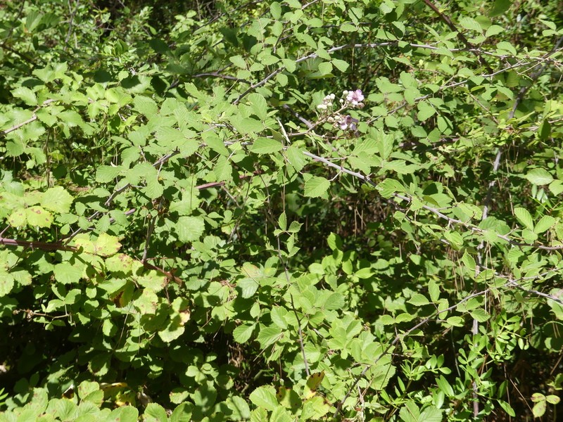 Rubus creticus photo 5