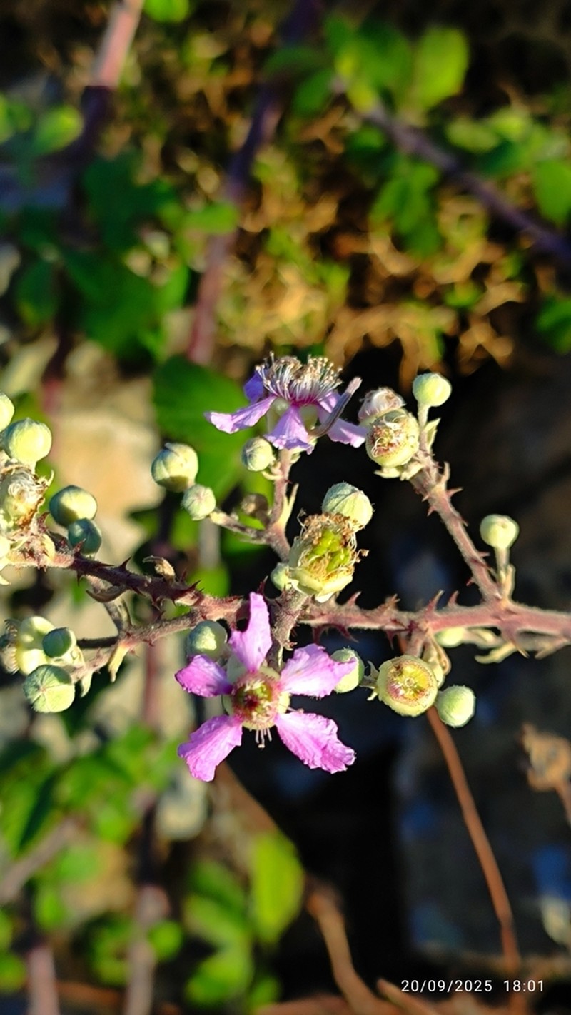 Rubus creticus photo 6