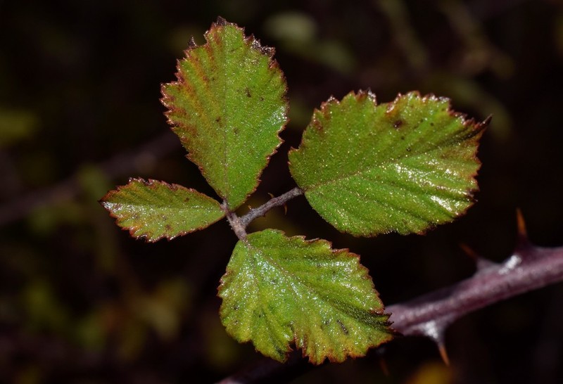 Rubus creticus photo 7
