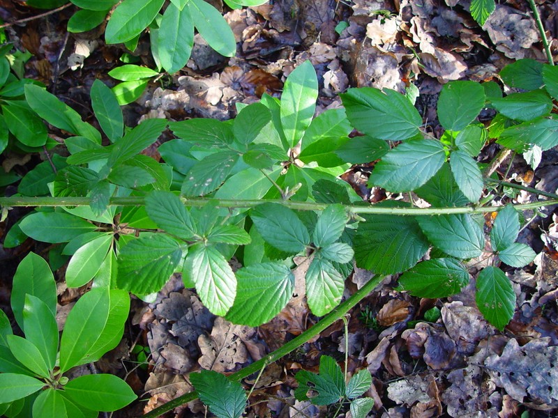 Rubus criniger