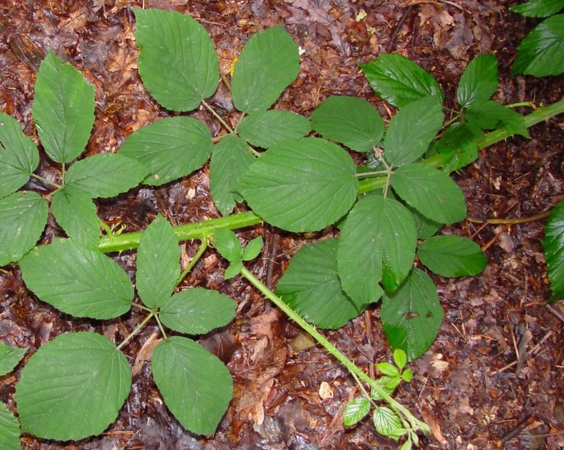 Rubus criniger photo 2