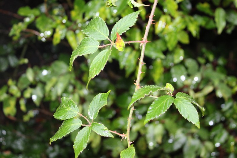 Rubus criniger photo 3