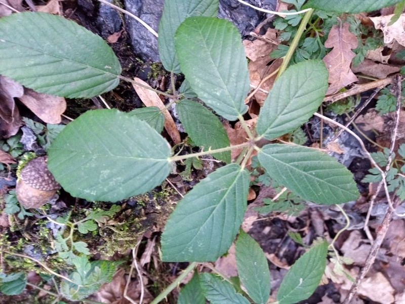 Rubus criniger photo 4