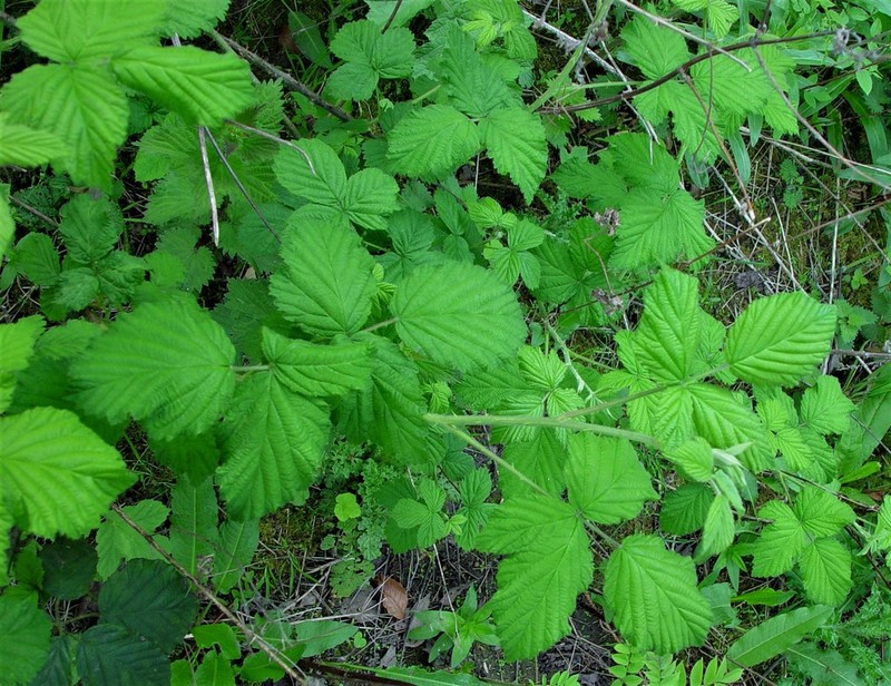 Rubus criniger photo 5