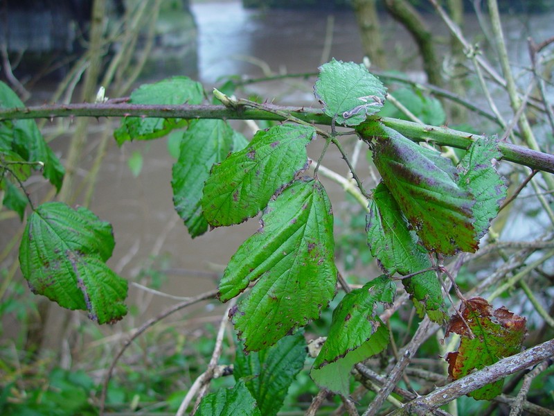 Rubus criniger photo 6