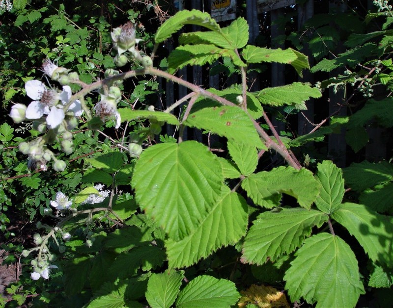Rubus criniger photo 7