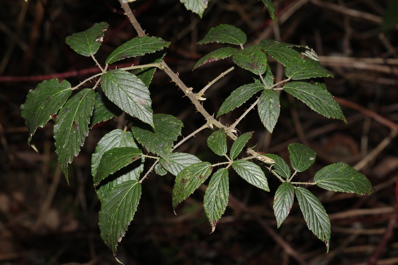 Rubus criniger photo 8