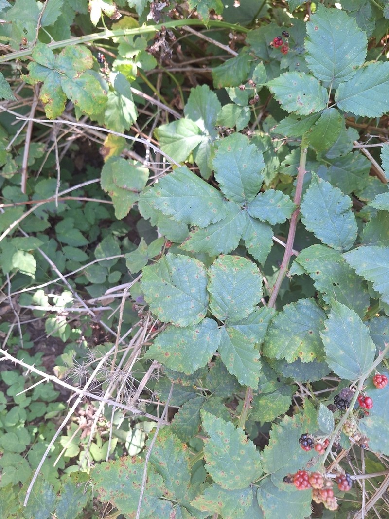 Rubus crispomarginatus