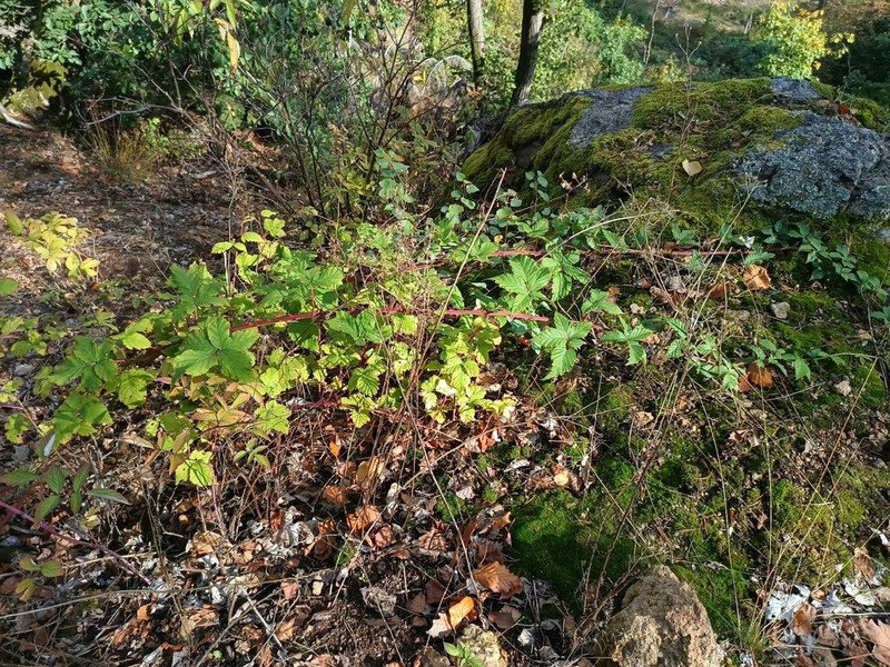 Rubus crispomarginatus photo 2