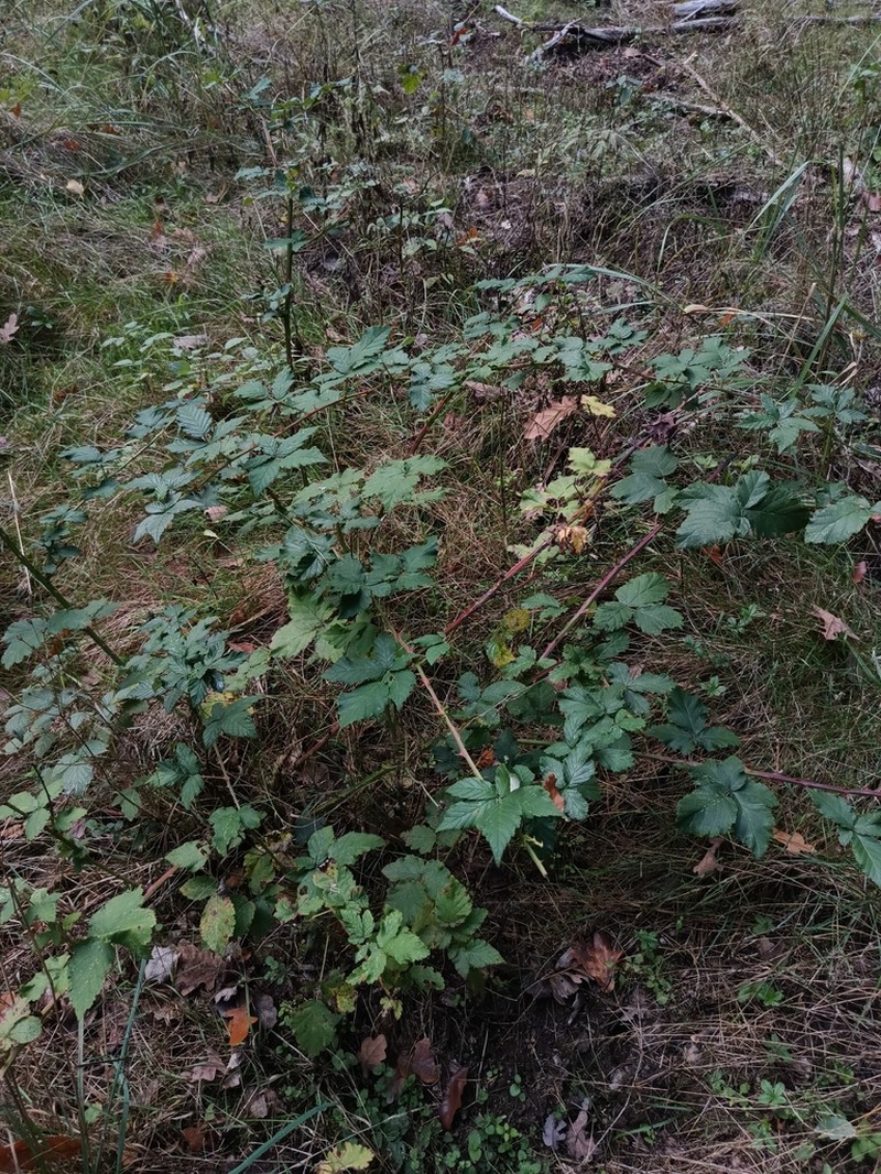 Rubus crispomarginatus photo 4