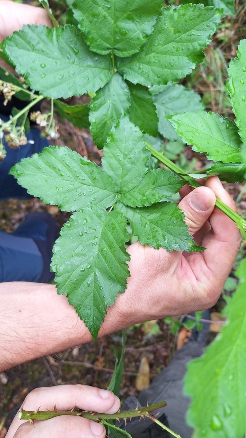 Rubus crispomarginatus photo 5