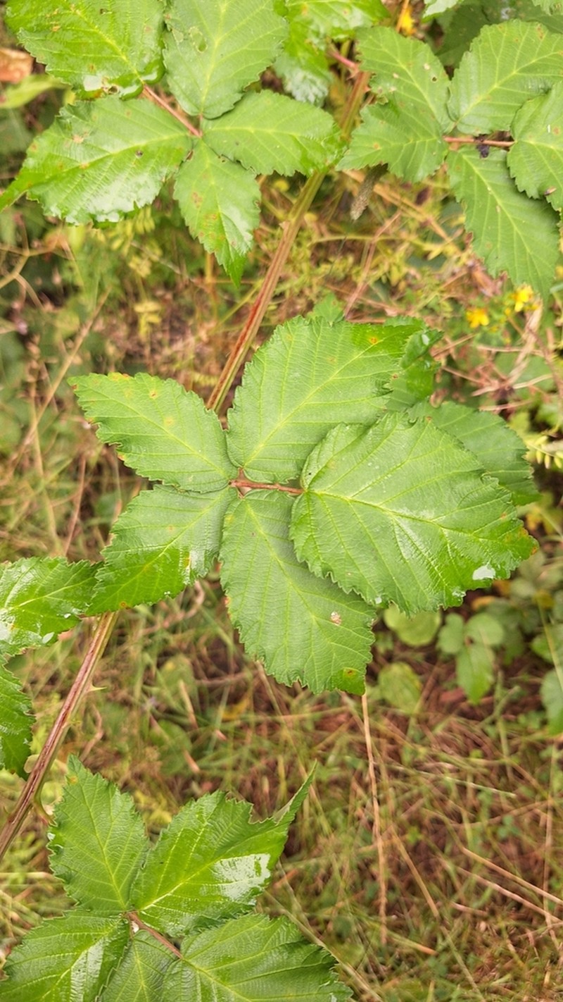 Rubus crispomarginatus photo 7