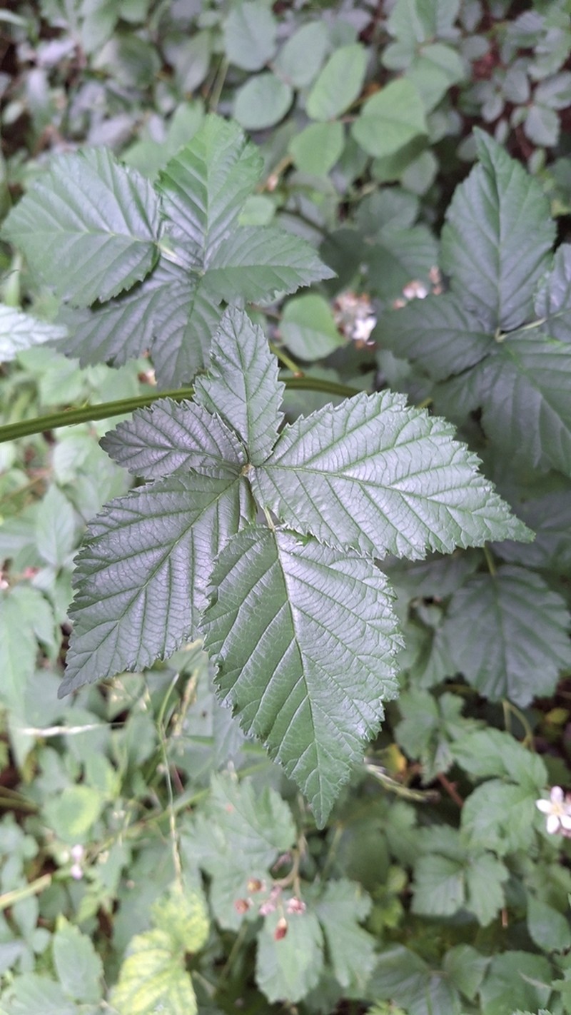 Rubus crispomarginatus photo 8