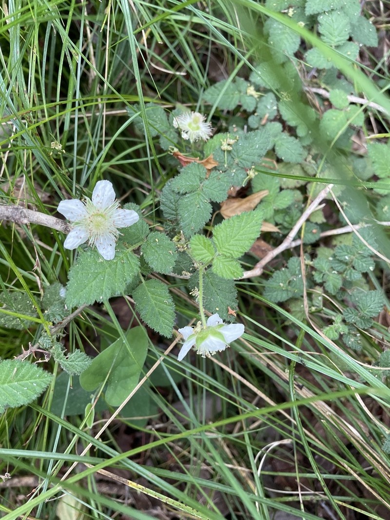 Rubus croceacanthus