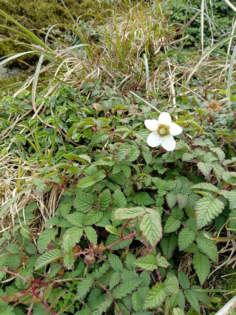 Rubus croceacanthus photo 2