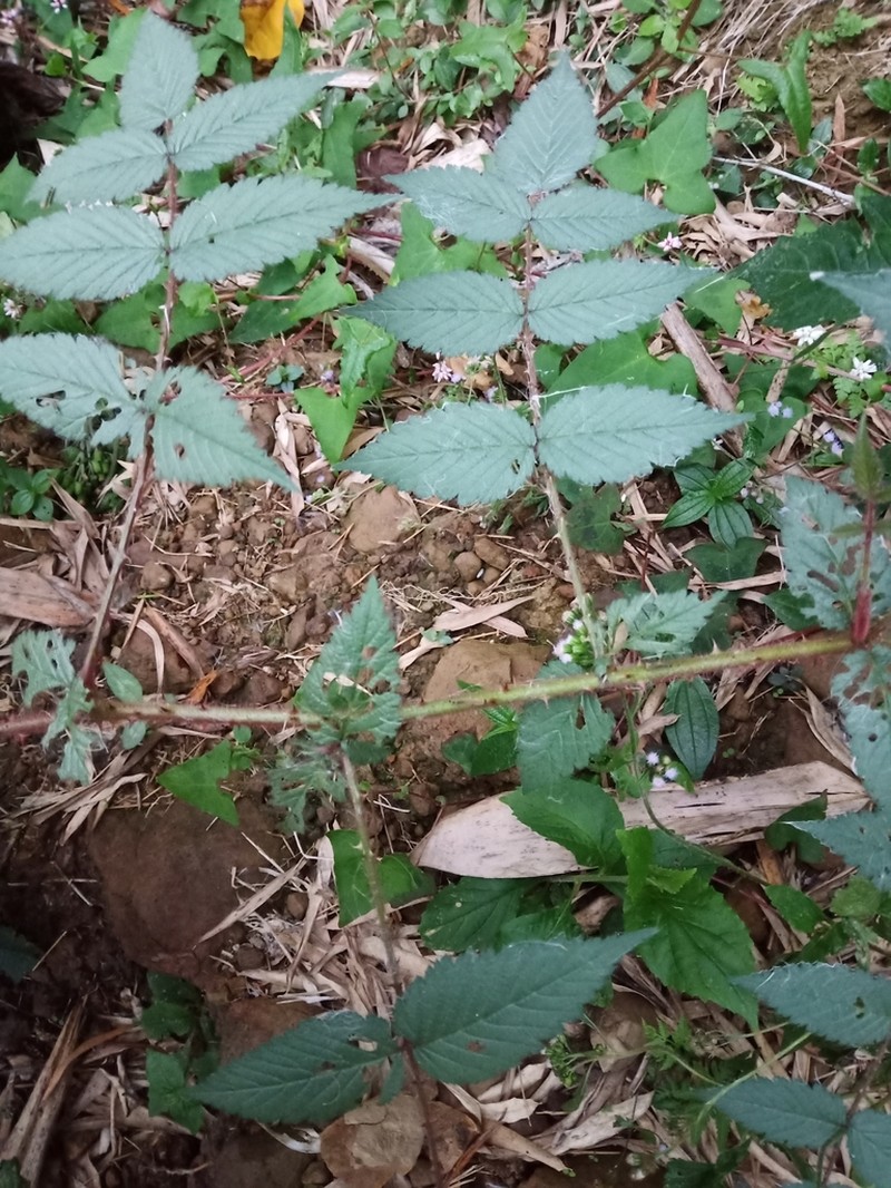 Rubus croceacanthus photo 3