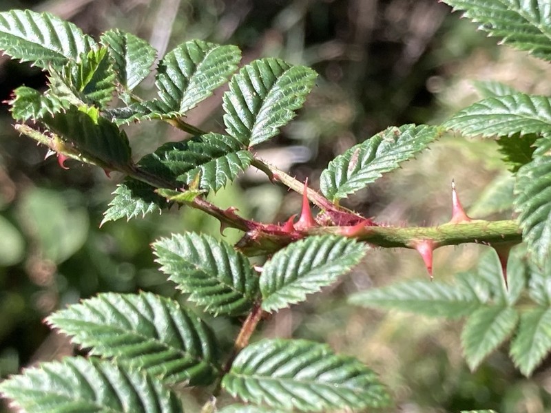 Rubus croceacanthus photo 4