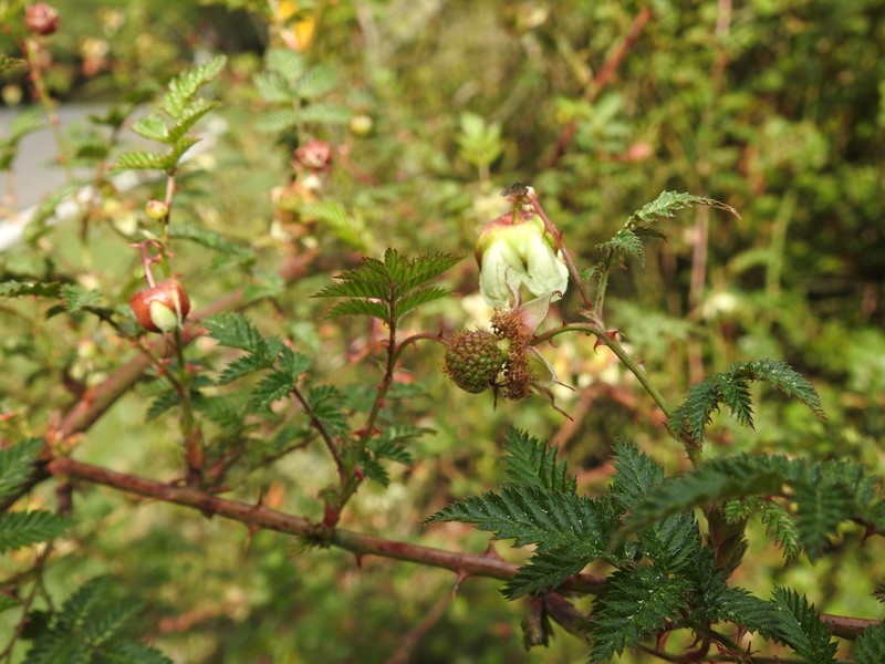 Rubus croceacanthus photo 5