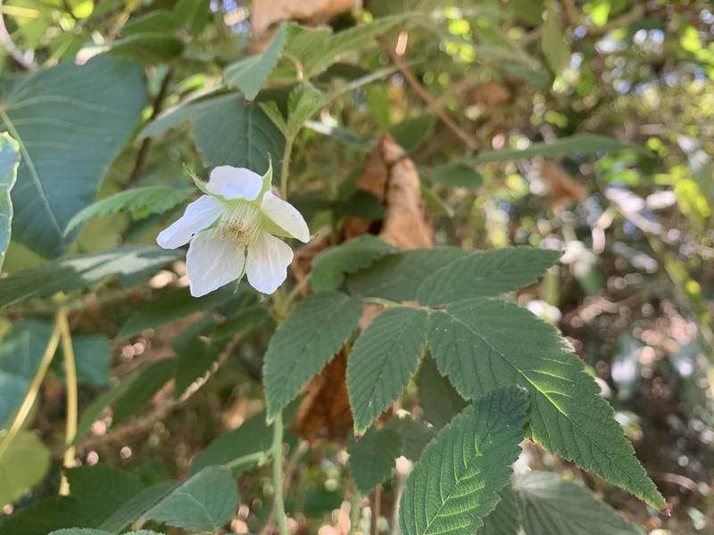 Rubus croceacanthus photo 6