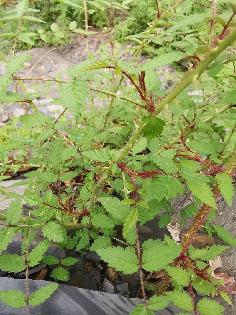 Rubus croceacanthus photo 7