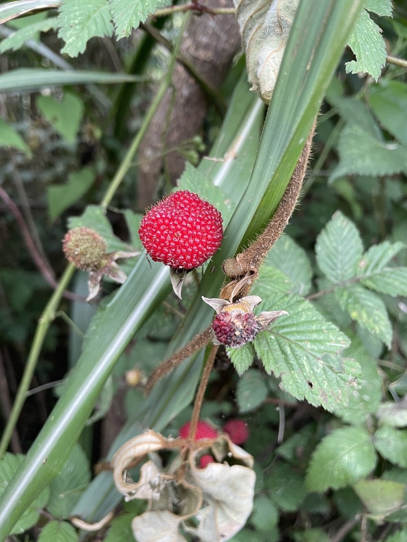 Rubus croceacanthus photo 8